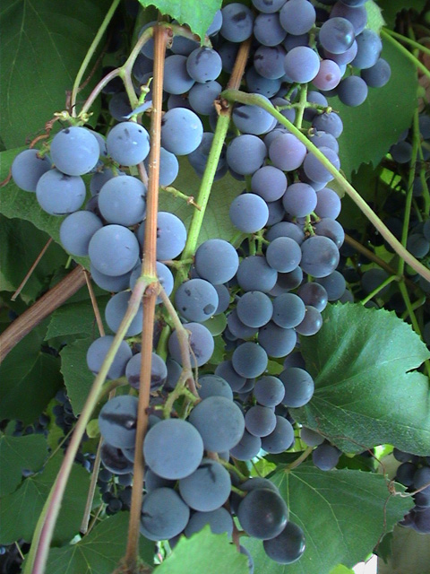 grapes_3.jpg