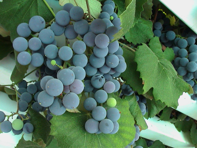 grapes_4.jpg