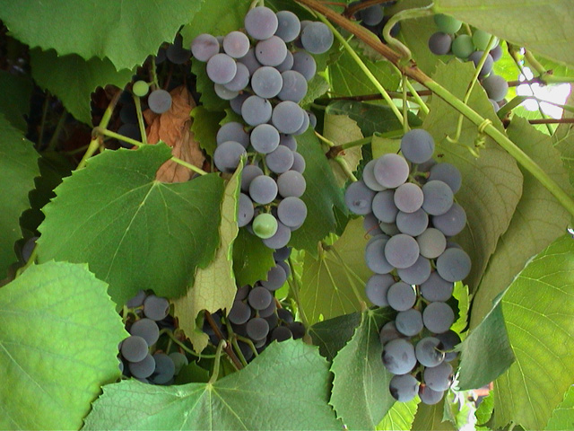 grapes