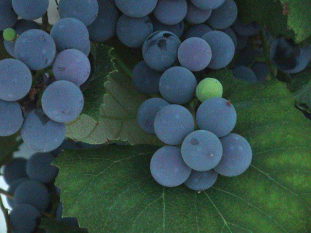 grapes_6.jpg