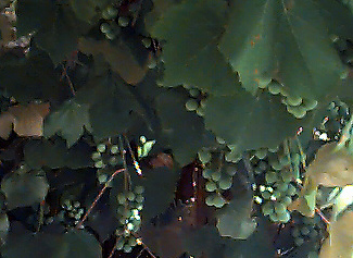 Grapes growing in a backyard