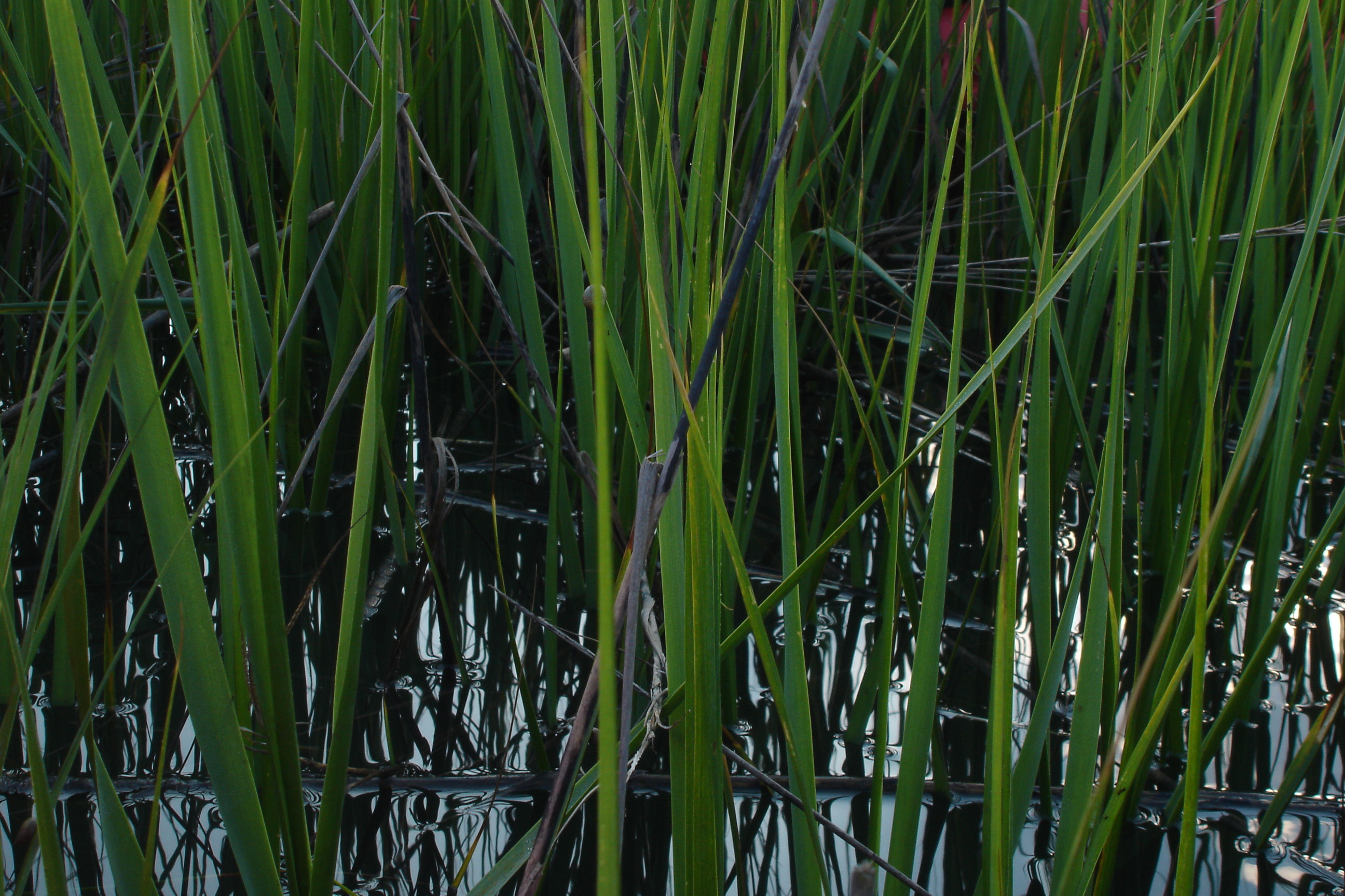 grass reeds