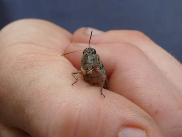 Grasshopper in hand