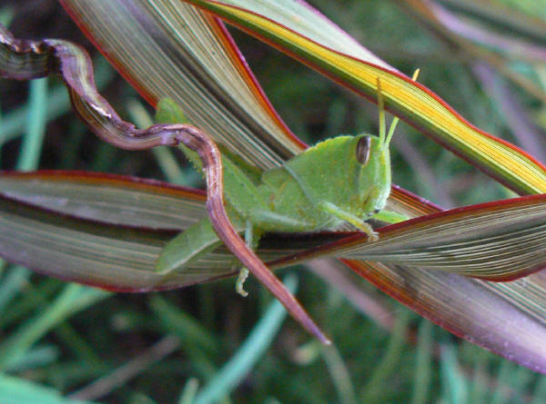 Differential Grasshopper - Melanoplus differentialis