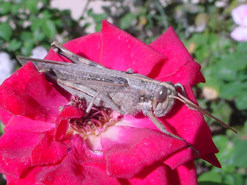 Juvenile Grasshopper