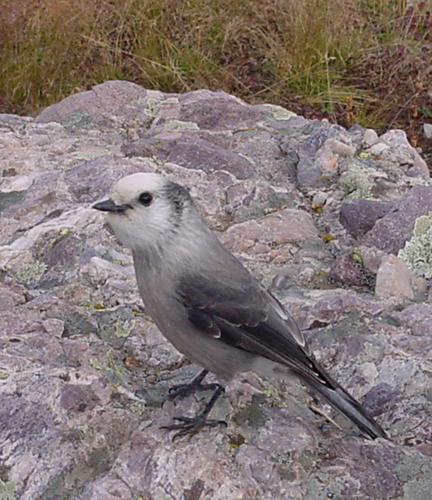 gray_jay_02.jpg