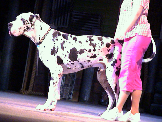 Great Dane