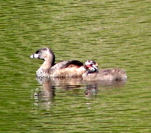 Pied-billed grebe chick