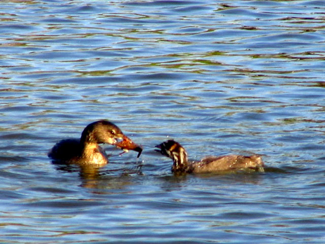 A pied-billed grebe mother offers a crawdad to her chick.