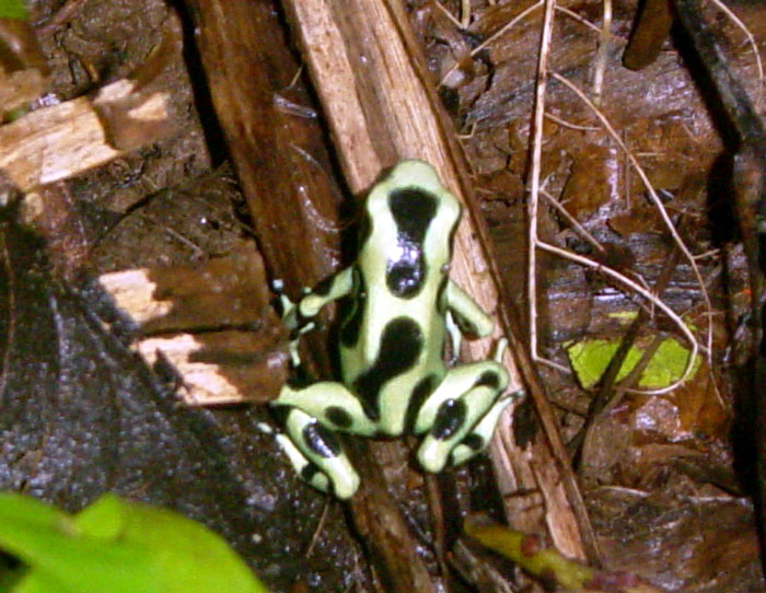 Green and black poison tree frog