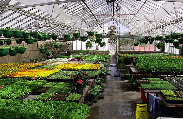 The inside of a greenhouse has numerous plants that are grown year 'round.