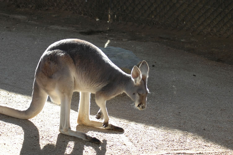 Grey kangaroo