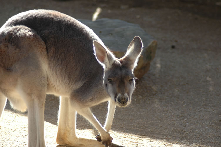 Grey kangaroo