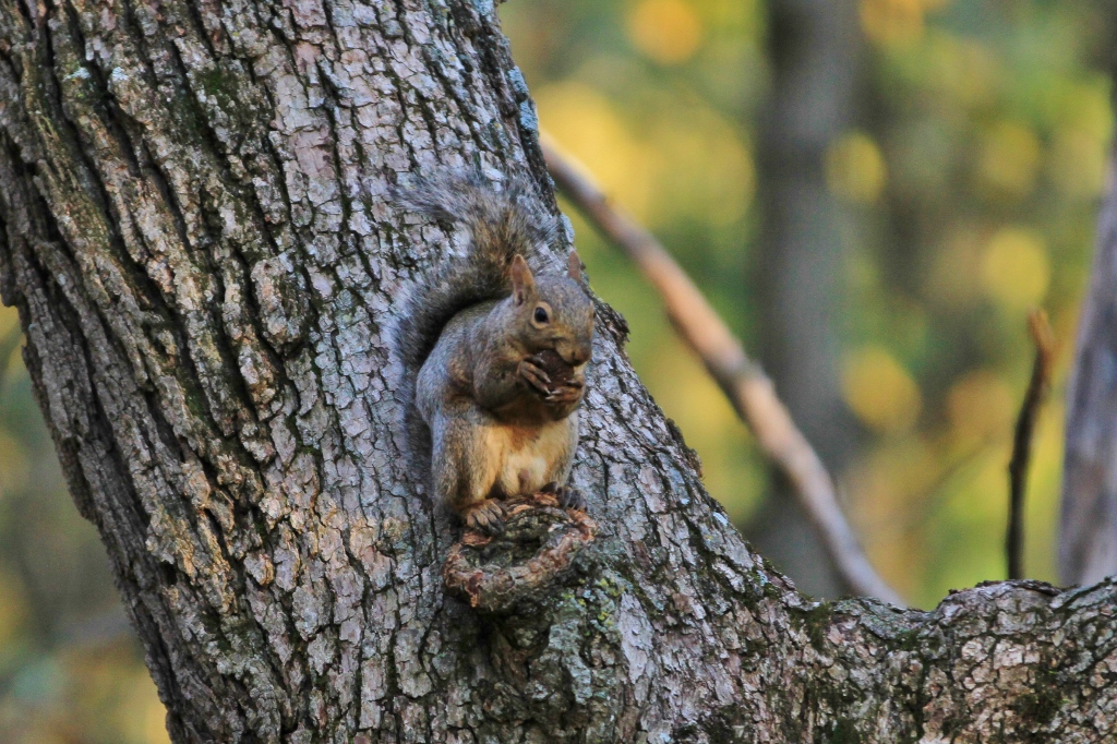 Grey squirrel eating a black walnut