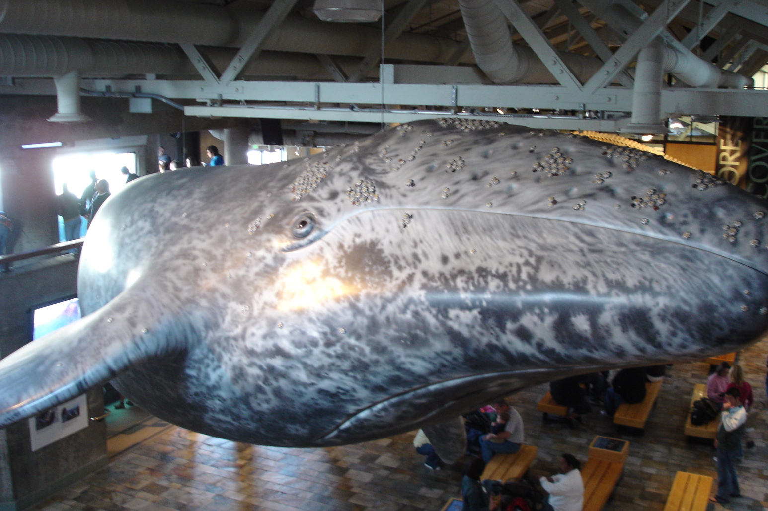 Grey Whale Model