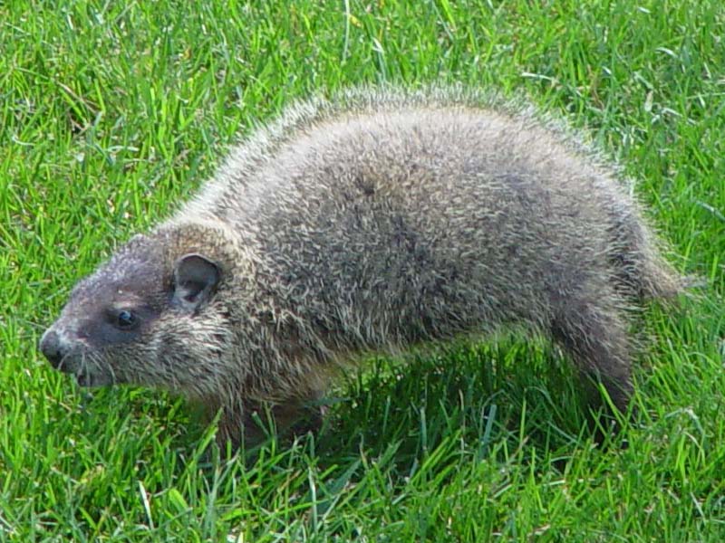 Groundhog