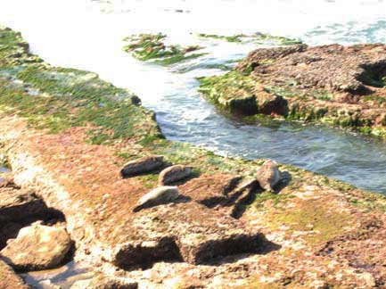 harbor seals