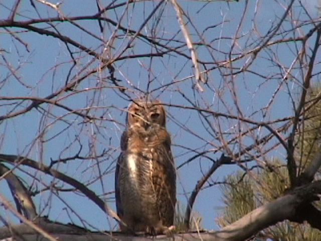 Young Great Horned Owl