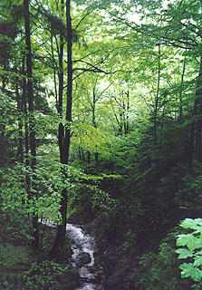 Bavarian forest with stream