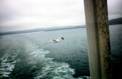 Gulls following the ferry over the Irish Sea - Murray Family Vacation