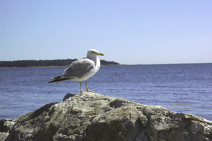 This seagull is king of his rock.