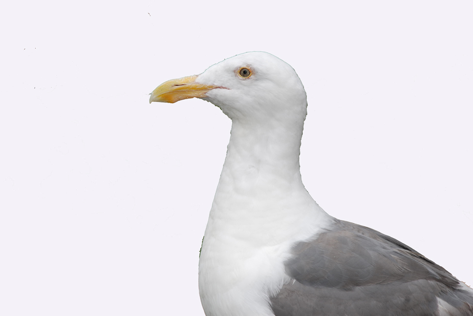 Gull in Profile