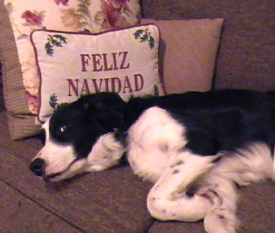 Fleas Navidad