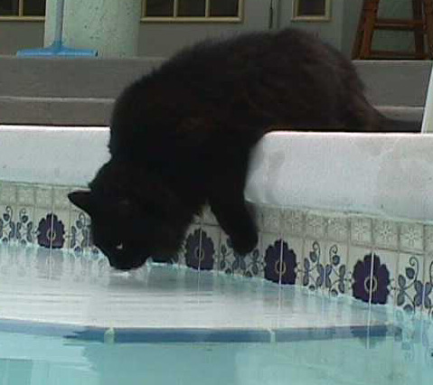 Gypsy checking out the pool