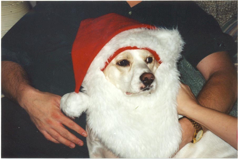 SantaDog