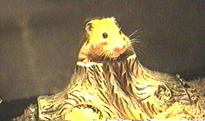 ham005.jpg