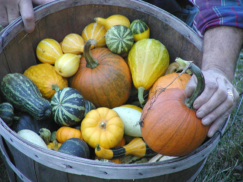 Harvest Time in Vermont 2001