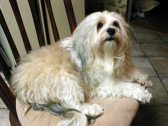 A Havanese