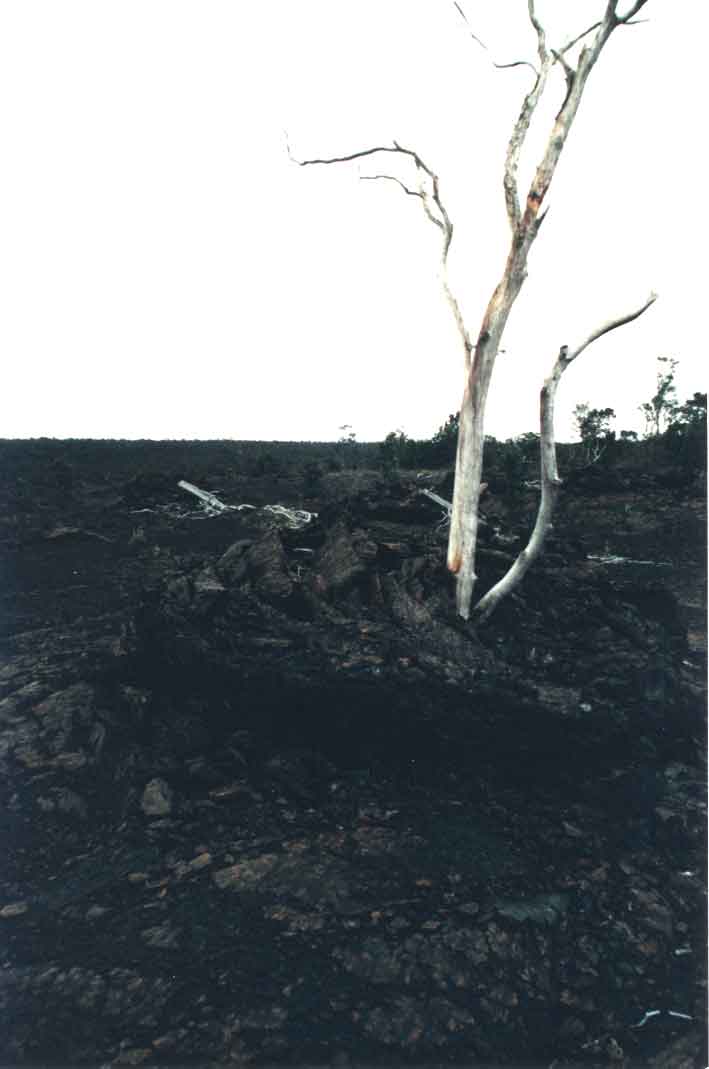 tree surrounded by lava