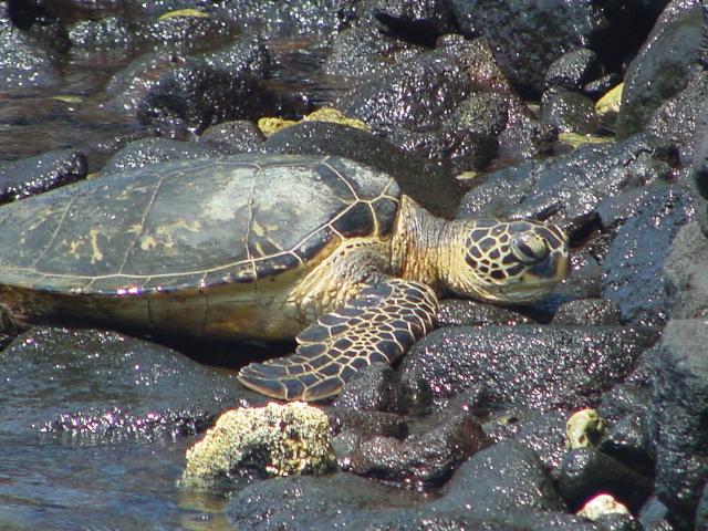 hawaii-oct2003(11).jpg