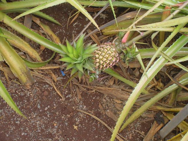 Pineapple Plant