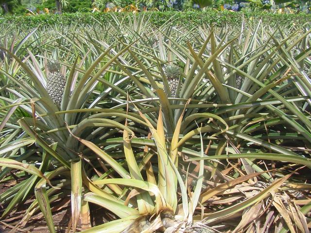 Field of Pineapple