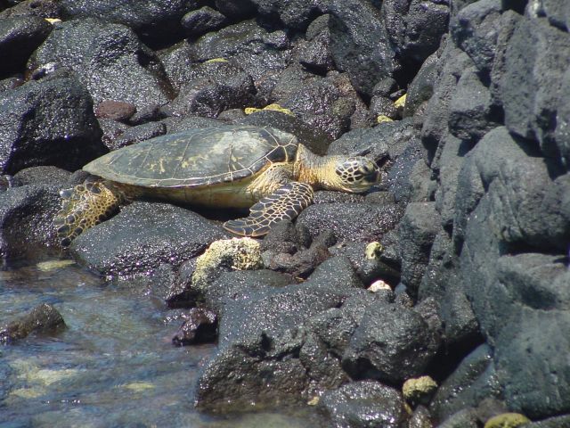 Green Sea Turtle