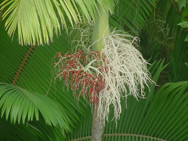 Palm seed