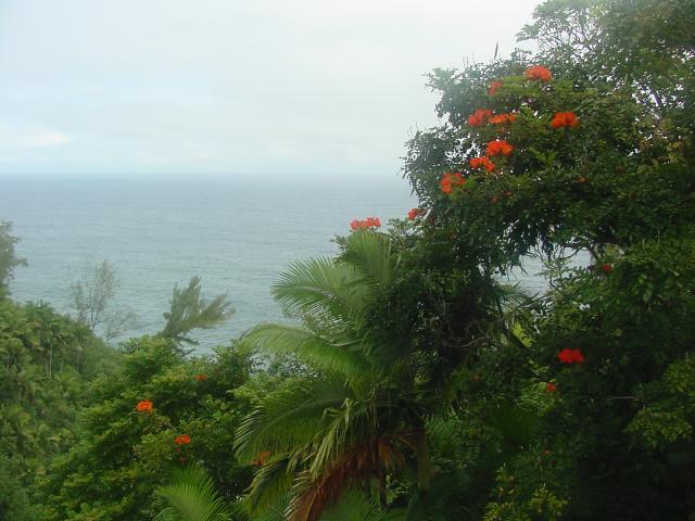 African Tulip and Pacific Ocean