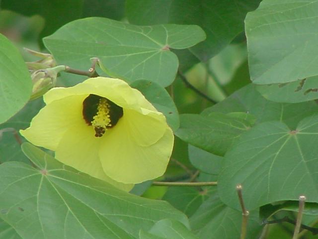 Flowers in Forest