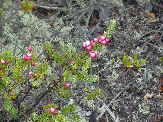 Flower Invasion of LAva