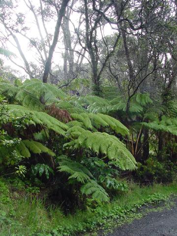 RainForest in Volcanoes National Park