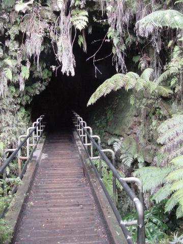 RainForest in Volcanoes National Park