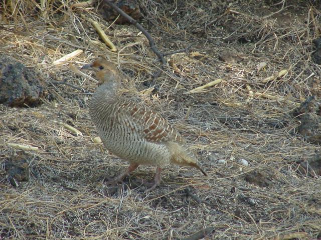 Quail