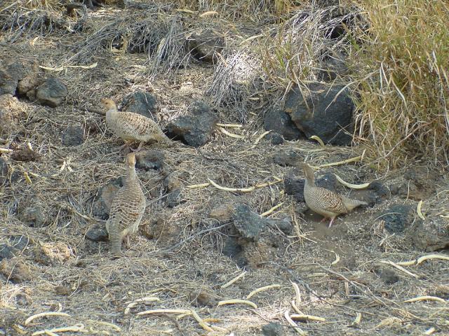 Quail family