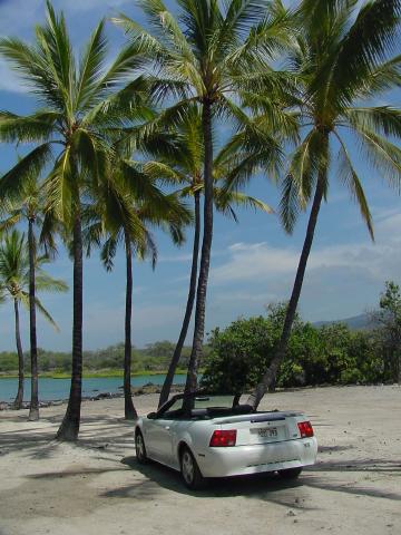 Convertible under the palms