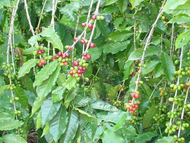 Coffee plants