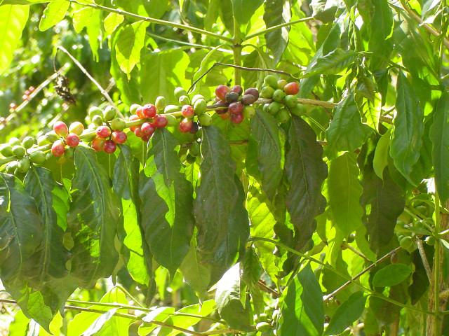 Ripe Coffee Cherries