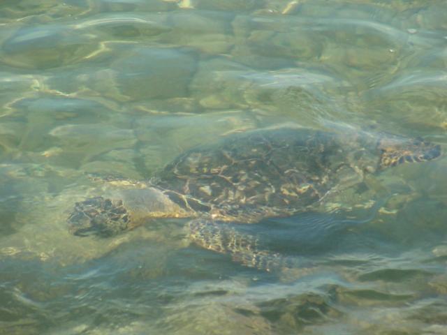 Green Sea Turtle