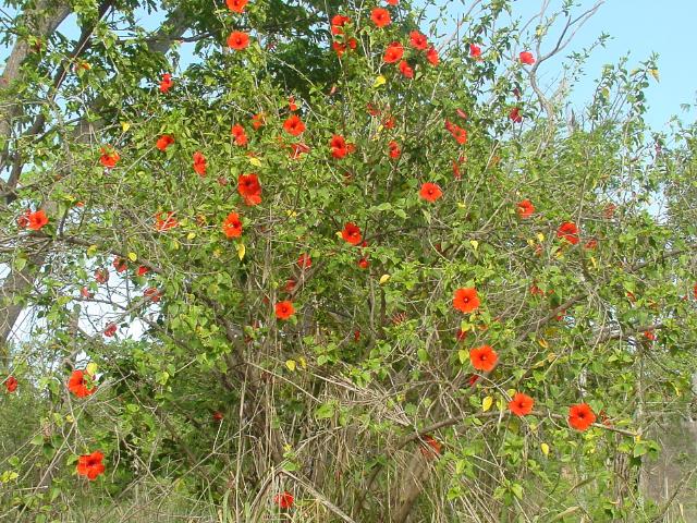 Hawaiian flower tree